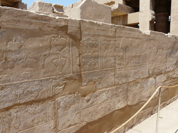 Part of the Botanical Garden chamber at Karnak / Akh Menu – The History ...